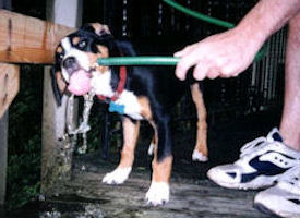 Entlebucher drinking from hose