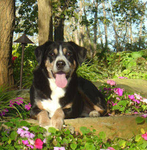 Entlebucher Bello laying in a bed of flowers