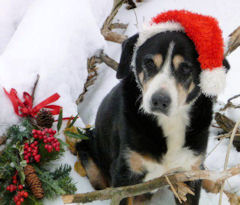 Entlebucher Bello wearing a Santa hat