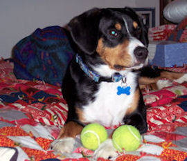 Blue Jay Entlebucher Gunter