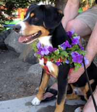 Entlebucher Henry