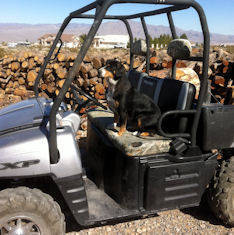 Entlebucher Jake lives in Nevada