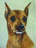 My 1st Miniature Pinscher Susie